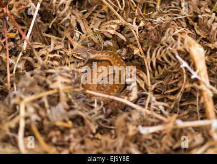 I capretti sommatore Vipera berus in bracken Foto Stock