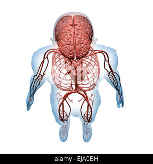 Anatomia umana - Illustrazione del sistema nervoso centrale e i sistemi circolatorio Foto Stock