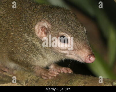 Australian Brush-tailed-bettong o Western woylie (Bettongia penicillata) Foto Stock