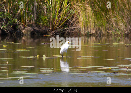 Snowy garzetta (Egretta thuja) Foto Stock