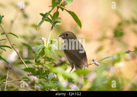 Nero-di fronte grassquit (tiaris bicolore) Foto Stock