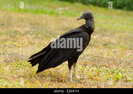 American avvoltoio nero (coragyps atratus) Foto Stock