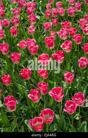 Biancheria da letto di coloratissimi fiori di primavera, colorato bedded primavera floreale con tulipani rosa (Tulipa) Foto Stock