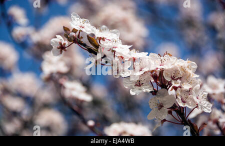 Fiore di Ciliegio contro un cielo blu, un segno sicuro della molla. Foto Stock