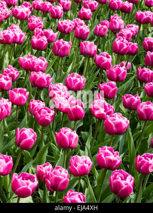 Biancheria da letto di coloratissimi fiori di primavera, colorato bedded primavera floreale con rosa tulipani magenta (Tulipa) Foto Stock