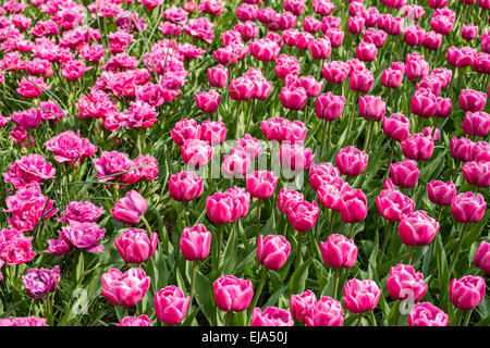 Biancheria da letto di coloratissimi fiori di primavera, colorato bedded primavera floreale con tulipani rosa (Tulipa) Foto Stock