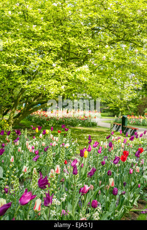 Biancheria da letto di coloratissimi fiori di primavera, colorato bedded primavera floreale in un parco con rosa, rosso e viola i tulipani Foto Stock
