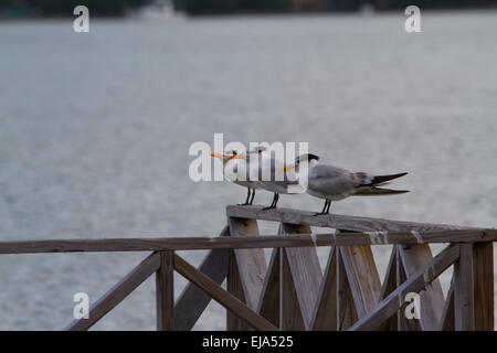 Royal tern (thalasseus maximus) Foto Stock