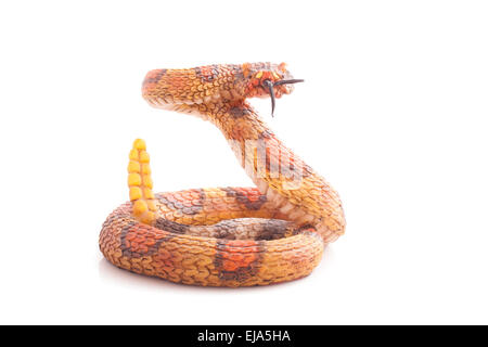 Giallo serpente isolato su uno sfondo bianco Foto Stock