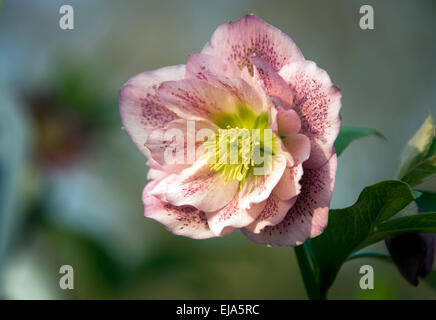 Rosa unico aprire il fiore di l'Elleboro o Rosa quaresimale Foto Stock