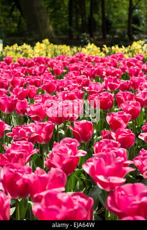 Biancheria da letto di coloratissimi fiori di primavera, colorato bedded primavera floreale con tulipani rosa (Tulipa) Foto Stock