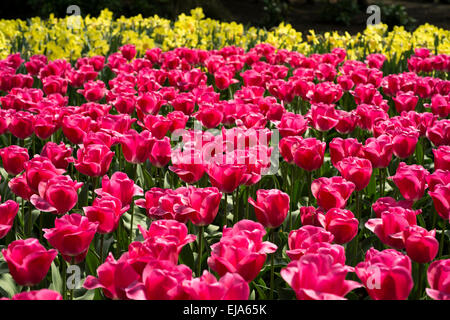 Biancheria da letto di coloratissimi fiori di primavera, colorato bedded primavera floreale con tulipani rosa (Tulipa) Foto Stock