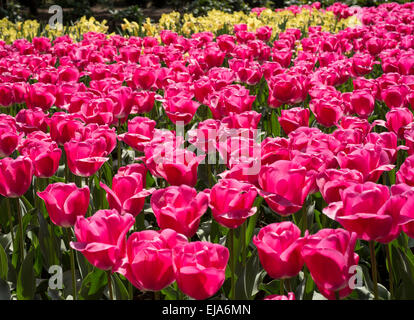 Biancheria da letto di coloratissimi fiori di primavera, colorato bedded primavera floreale con tulipani rosa (Tulipa) Foto Stock