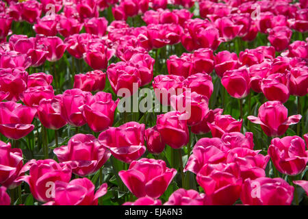 Biancheria da letto di coloratissimi fiori di primavera, colorato bedded primavera floreale con tulipani rosa (Tulipa) Foto Stock