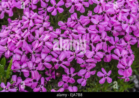 Fiori alpini Moss campion, Silene acaulis Foto Stock