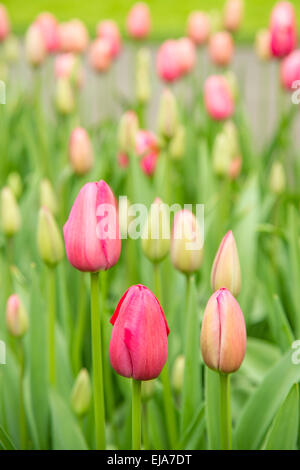 Biancheria da letto di coloratissimi fiori di primavera, colorato bedded primavera floreale con rosa tulipani magenta (Tulipa) Foto Stock