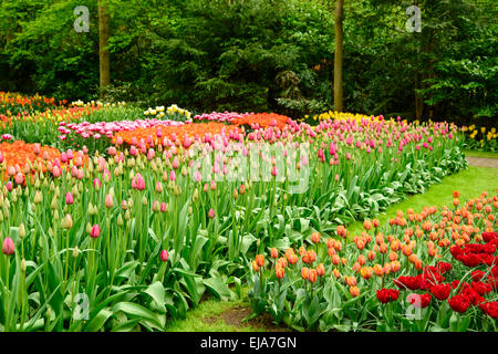 Biancheria da letto di coloratissimi fiori di primavera, colorato bedded primavera floreale con rosa tulipani magenta (Tulipa) in un parco Foto Stock