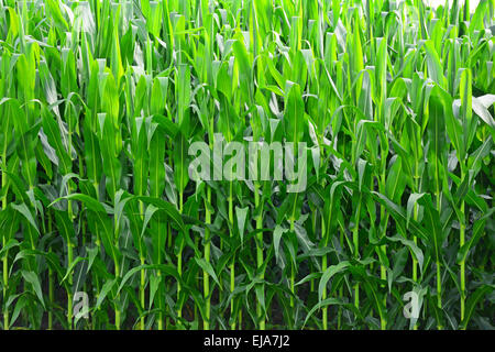 Campo di grano, Giovani Foto Stock