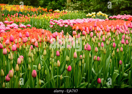 Biancheria da letto di coloratissimi fiori di primavera, colorato bedded primavera floreale con rosa tulipani magenta (Tulipa) in un parco Foto Stock
