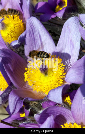 Fiore Pasque, polline di ape Pulsatilla che sorvola i fiori marzo fiore Foto Stock