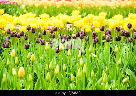 Biancheria da letto di coloratissimi fiori di primavera, colorato bedded primavera floreale con black purple e tulipani gialli (Tulipa) Foto Stock