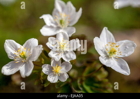 Falso rue anemone Isopyrum thalictroides Foto Stock