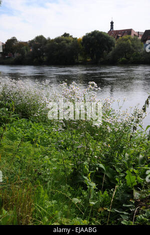 Annual fleabane Foto Stock