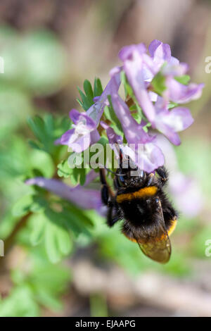 Fumewort Corydalis solida, bumblebee Foto Stock