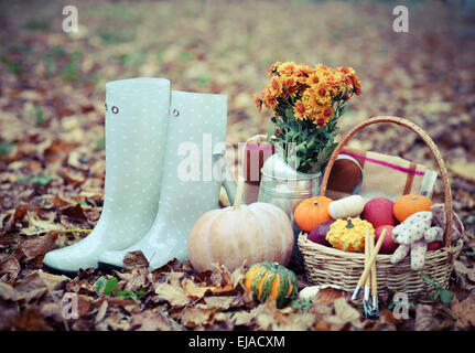 Autunno still life con diverse varietà di zucche Foto Stock