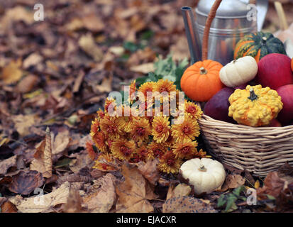 Autunno still life con diverse varietà di zucche Foto Stock