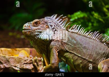 Grande iguana lucertola nel terrarium Foto Stock