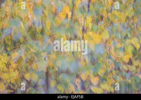 Betulla foglie, soft-focus, Lapponia, Svezia Foto Stock