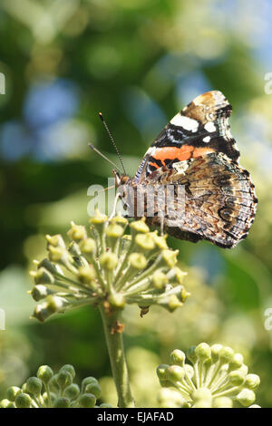 Edera-fiori con red admiral Foto Stock