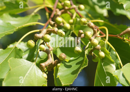 Oriental raisin tree Foto Stock