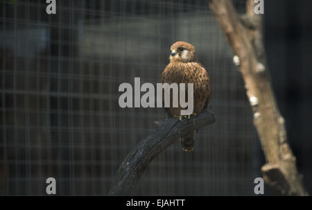 Uccello vicino closeup falco falcon perched femmina Foto Stock