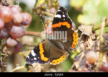 Vanessa Atalanta su uve Foto Stock