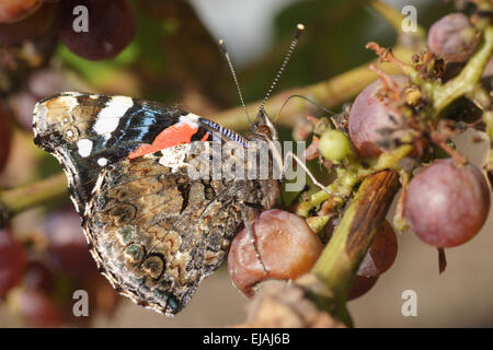 Vanessa Atalanta su uve Foto Stock