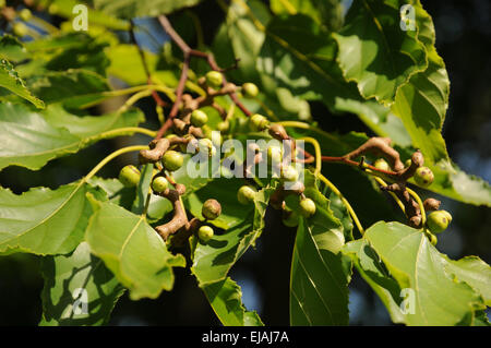 Oriental raisin tree Foto Stock