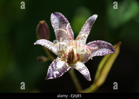 Il rospo Taiwanese lily Foto Stock