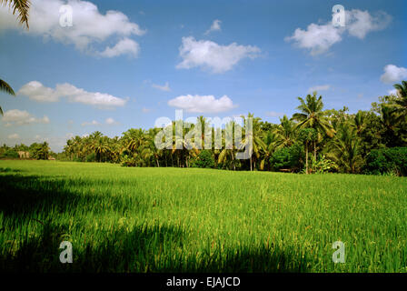 Terrazza di riso campo in Ubud a Bali in Indonesia nel sud-est asiatico. Campi Natura paesaggio cibo naturale Paddy Paradise Wanderlust evasione Travel Foto Stock