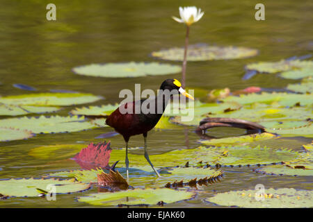 Nord (jacana jacana spinosa) camminando sulle ninfee Foto Stock