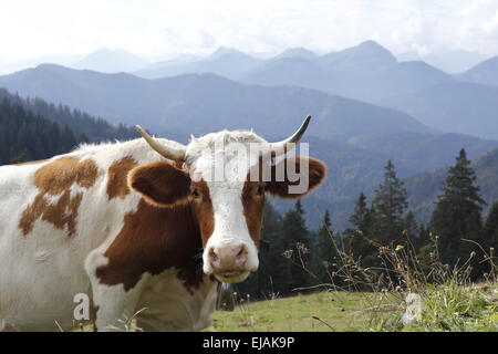 mucca in Alpi Foto Stock