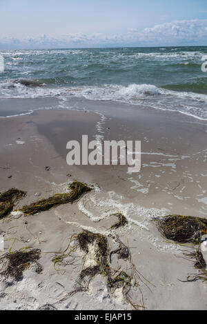 Le alghe sulla spiaggia Foto Stock