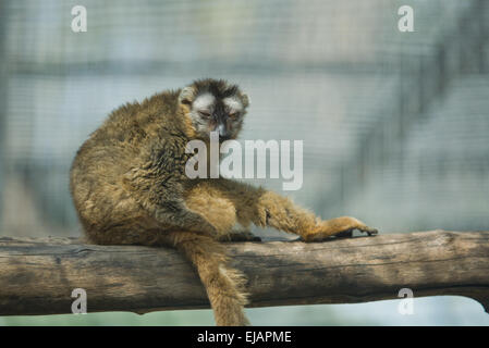 Collare Lemurresting marrone su un ramo, lo Zoo di Cordoba, Spagna Foto Stock