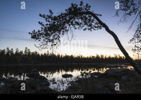 Alba accanto a un lago di foresta, Lapponia, Svezia Foto Stock