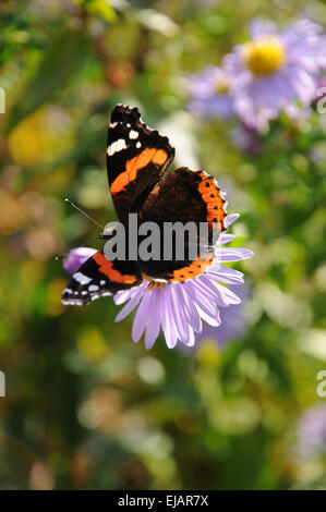 New York aster con red admiral Foto Stock