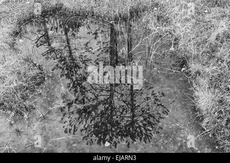 Pini riflettendo in un lago, Lapponia, Svezia Foto Stock