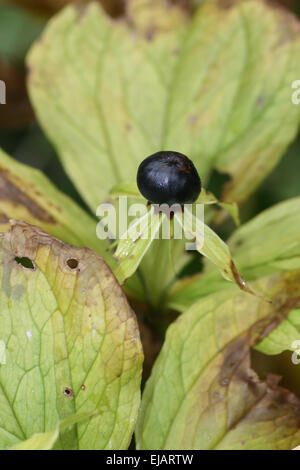 Vero amante di nodo Foto Stock