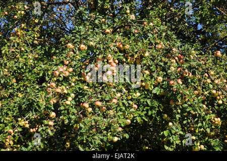 Mela di granchio selvaggia Foto Stock