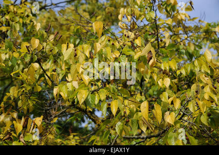 Hackberry comune Foto Stock
